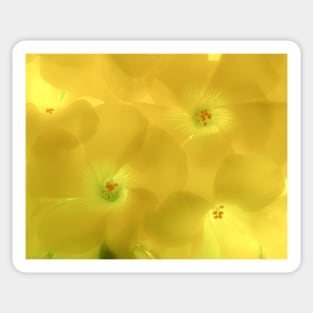 Yellow Flowered Clovers Sticker